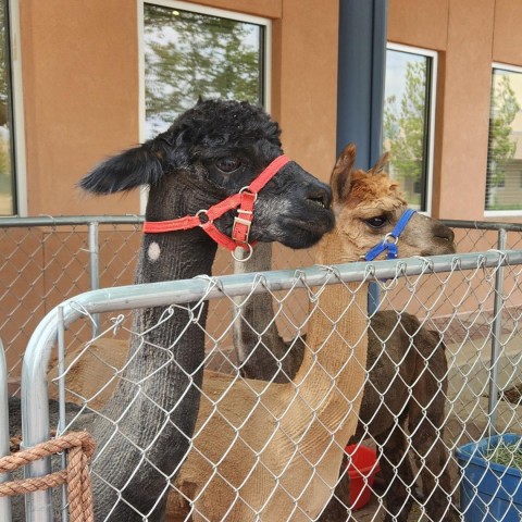 Past Event Big Read Alpacas